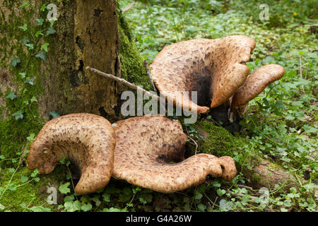 Dryade Sattel und der Fasan zurück Pilz (Polyporus Sqamosus) Pilze an toten Baumstamm im Wald, Hampshire, England Stockfoto