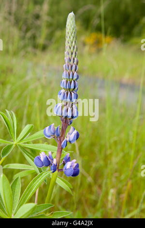 Lupine (Lupinus SP.), Nationalpark Kellerwald, Waldecker Land/Region, Edertal, Hessen, PublicGround Stockfoto