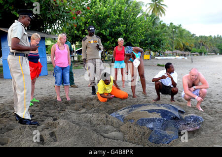 Bisher unveröffentlichtes Foto einer Leatherback Meeresschildkröte, der größten Schildkröte der Welt, die einem Mitglied der Schildkrötenpatrouille in Tobago die seltene Chance gibt, ihre Eier zu überprüfen, während sie sie bei Tageslicht legt. Stockfoto