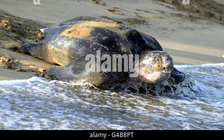 Lederschildkröte nisten Stockfoto