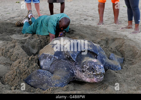 Bisher unveröffentlichtes Foto einer Leatherback Meeresschildkröte, der größten Schildkröte der Welt, die einem Mitglied der Schildkrötenpatrouille in Tobago die seltene Chance gibt, ihre Eier zu überprüfen, während sie sie bei Tageslicht legt. Stockfoto