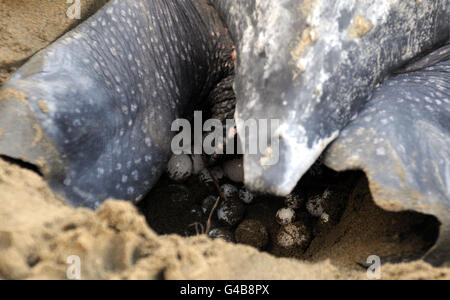 Lederschildkröte nisten Stockfoto