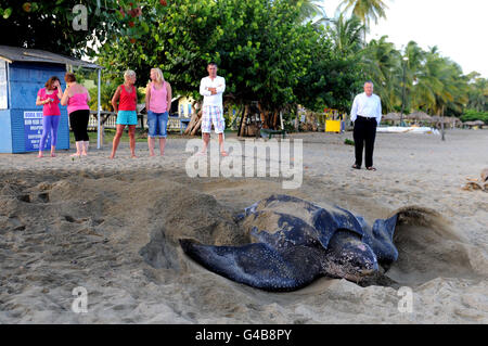 Bisher unveröffentlichtes Foto einer Leatherback Meeresschildkröte, der größten Schildkröte der Welt, die einem Mitglied der Schildkrötenpatrouille in Tobago die seltene Chance gibt, ihre Eier zu überprüfen, während sie sie bei Tageslicht legt. Stockfoto