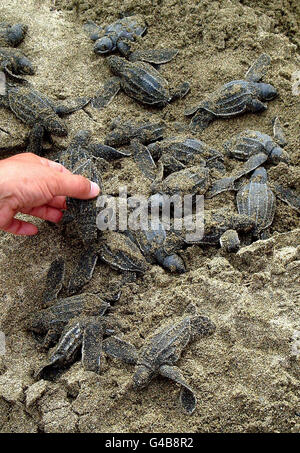 Lederschildkröte nisten Stockfoto