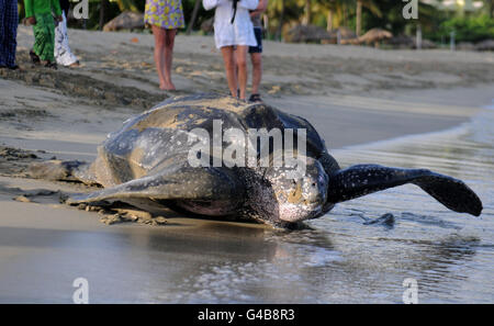 Bisher unveröffentlichtes Foto einer Leatherback Meeresschildkröte, der größten Schildkröte der Welt, die einem Mitglied der Schildkrötenpatrouille in Tobago die seltene Chance gibt, ihre Eier zu überprüfen, während sie sie bei Tageslicht legt. Stockfoto