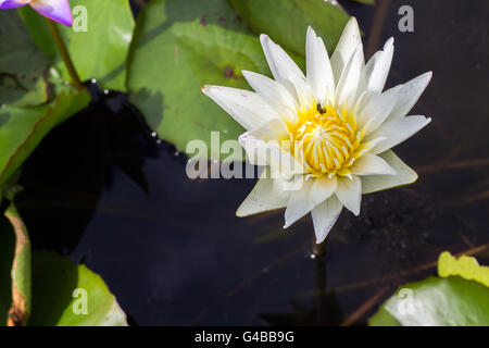 Lotusblüte und Lotus Blume Pflanzen Stockfoto