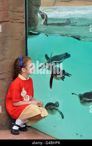 Der Londoner Zoo Pinguin Strand Start Stockfoto