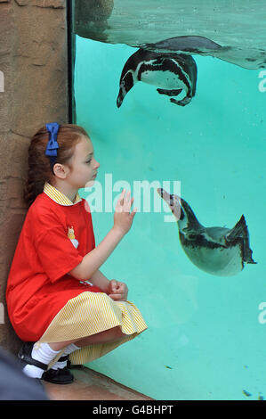 Die sechsjährige Mia Shengaris beobachtet Pinguine beim Schwimmen durch eine Unterwasser-Aussichtsplattform bei der Eröffnung der neuen Penguin Beach-Ausstellung im London Zoo. Stockfoto