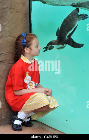 Die sechsjährige Mia Shengaris beobachtet Pinguine beim Schwimmen durch eine Unterwasser-Aussichtsplattform bei der Eröffnung der neuen Penguin Beach-Ausstellung im London Zoo. Stockfoto