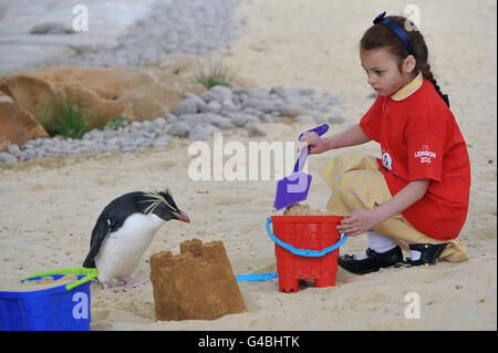 Der Londoner Zoo Pinguin Strand Start Stockfoto