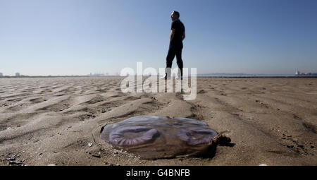 Ein ausgewaschene Quallen am Crosby Beach, wenn das heiße Wetter anhält. Stockfoto