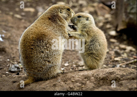 Ein praire-Baby spielt mit seiner Mutter in den Bristol Zoo Gardens, wo es in letzter Zeit einen Boom bei der Anzahl neugeborener Babys für verschiedene Arten gab. Stockfoto