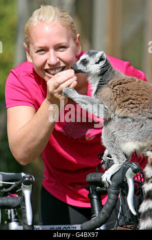 Olympian Gail EMMs füttert einen Ringlimur bei der Eröffnung der Cycletta Charity-Radsportveranstaltung im Whipsnade Zoo in Dunstable Bedfordshire. Stockfoto