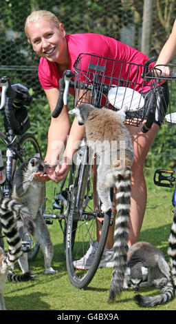 Olympian Gail EMMs füttert einen Ringlimur bei der Eröffnung der Cycletta Charity-Radsportveranstaltung im Whipsnade Zoo in Dunstable Bedfordshire. Stockfoto