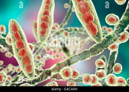 Computer-Illustration von Trichophyton Mentagrophytes, die Ursache von Fußpilz (Tinea Pedis) und Kopfhaut Scherpilzflechte (Tinea Capitus). Beide diese ansteckende von Infektionen der Haut werden durch die Pilzsporen (rot) verbreitet. T. Mentagrophytes ist eine von vielen Arten von Pilzen, die in der menschlichen Haut, Entzündung und Juckreiz wachsen können. Fußpilz und Scherpilzflechte werden mit Antimykotika behandelt. Abbildung zeigt zwei Arten von Konidien (Strukturen, die Pilzsporen enthalten): Macroconidia (vielzellige Organe) und Microconidia (einzelligen stellen). Stockfoto