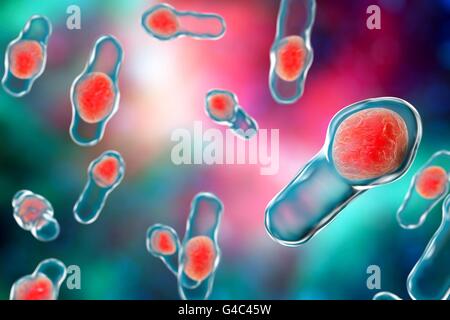 Clostridium Difficile Bakterien, Computer Bild. C. Difficile ist ein normaler Bewohner des menschlichen Darms, aber es kann ein Erreger geworden, wenn Antibiotika die normale Darmflora stören und C. Difficile im Dickdarm etablieren lassen. Eine Toxin produziert von den Bakterien verursachen Durchfall, Bauchschmerzen, Fieber, Entzündung des Dickdarms, Erbrechen und Austrocknung. Behandlung erfolgt mit Antibiotika, obwohl dieses Bakterium zunehmend Resistenzen gegen Antibiotika geworden ist. Stockfoto