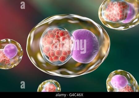 Chlamydien-Bakterien in einer Zelle. Computer Bild zeigt eine Aufnahme bestehend aus einer Gruppe von Chlamydien (rot) in der Nähe der Zellkern (violett). Stockfoto