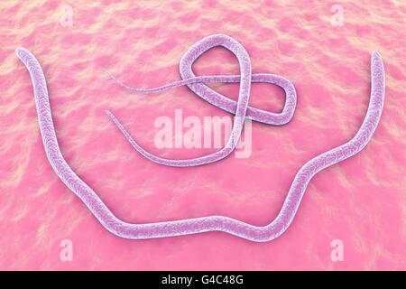 Parasitäre Nematoden Wurm (Ascaris Lumbricoides), Computer-Illustration. A. Lumbricoides ist ein Parasit des menschlichen Darms. Weiblichen Spulwürmer können legen bis zu 200.000 Eiern pro Tag, die im Kot ausgeschieden und durch einen neuen Host durch verunreinigtes Wasser oder Nahrung aufgenommen. Infektion verursacht Bauchschmerzen, Erbrechen, Durchfall und Peritonitis. Stockfoto