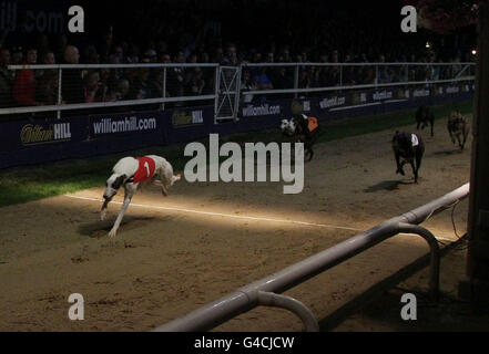 Taylors Sky (No 1) gewinnt das Greyhound-Derby-Finale Williamhill.com im Wimbledon Stadium im Süden Londons. Stockfoto