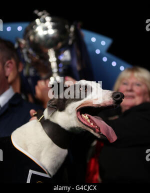 Windhunde - Williamhill.com Greyhound Derby Finale - Wimbledon Greyhound Stadium. Taylors Sky nach dem Gewinn des Greyhound-Derby-Finales Williamhill.com im Wimbledon Stadium im Süden Londons. Stockfoto