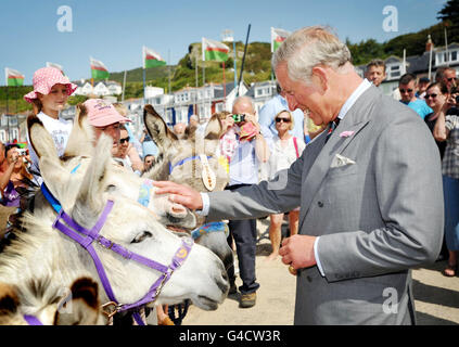 Der Prinz von Wales trifft die preisgekrönten Dyfi-Esel bei einem Besuch in Aberdyfi, Gwynedd, im Rahmen seines jährlichen Sommerbesuches in Wales. Stockfoto