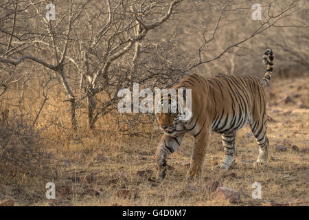 Bengal-Tiger (Panthera Tigris Tigris), Ranthambore Nationalpark, Indien, Asien Stockfoto