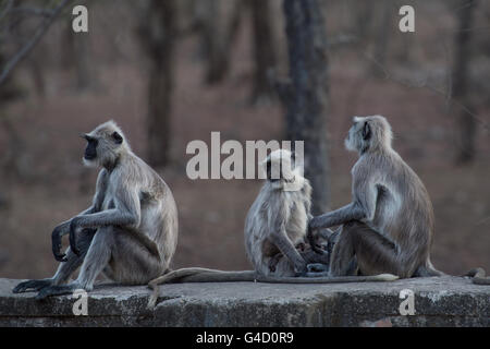 Hanuman-Languren (Semnopithecus Entellus), Cercopithecidae, Ranthambore Nationalpark, Indien, Asien Stockfoto