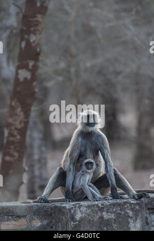Hanuman-Languren (Semnopithecus Entellus), Cercopithecidae, Ranthambore Nationalpark, Indien, Asien Stockfoto
