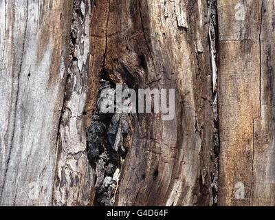 Knoten Sie in einem Baumstamm Stockfoto