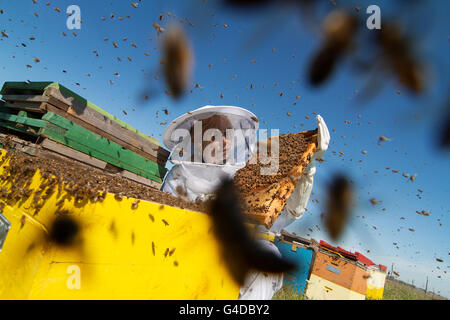 Horizontale Foto des Imkers in weißen Schutzanzuges wacht über seine Bienenstöcke auf der grünen Wiese Stockfoto