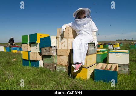 Horizontale Foto des Imkers in weißen Schutzanzuges auf seine Bienenstöcke stehen Stockfoto