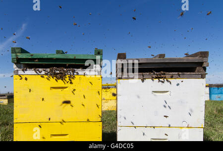 Horizontale Vorderansicht aus einer Reihe von farbigen Bienenstöcke in einem Feld mit Bienen schwärmen um ausgerichtet. Stockfoto