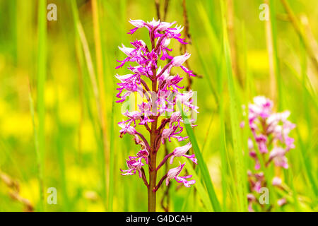 militärische Orchidee, Wildblumen in Deutschland Stockfoto