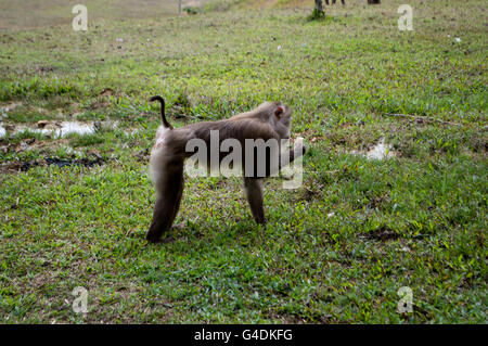 Wilde Affen, die natürlich Khao-Yai-Nationalpark in Thailand sind. Stockfoto