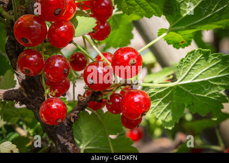die Beeren reifen roten Johannisbeeren, Nahaufnahme Stockfoto
