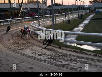 Windhunde - UK Festival of Racing 2011 - Halbfinale - Sunderland Greyhound Stadium. Allgemeiner Blick auf das Geschehen im Sunderland Greyhound Stadium Stockfoto