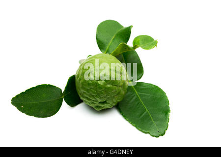 Kaffernlimette isoliert auf weißem Hintergrund. Stockfoto