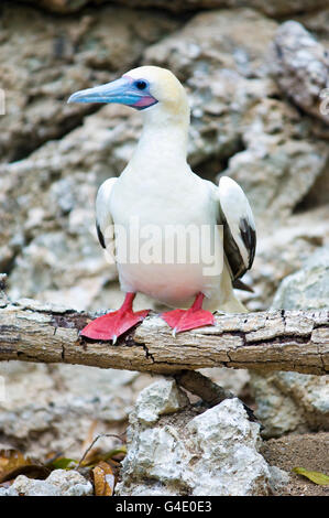 Eine ruhende Red-footed Sprengfallen (Sula Sula), weiße Morph, Christmas Island, Australien. Stockfoto