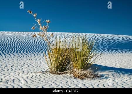 Soaptree Yucca aka Yucca elata in Dünen aus Gipskristallen im White Sands National Park, New Mexico, USA Stockfoto