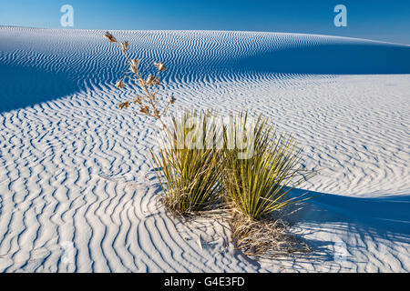 Soaptree Yucca aka Yucca elata in Dünen aus Gipskristallen im White Sands National Park, New Mexico, USA Stockfoto