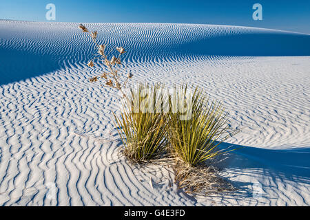 Soaptree Yucca bestehend aus aka Yucca Elata in Dunes Gipskristalle in White Sands National Monument, New Mexico, USA Stockfoto