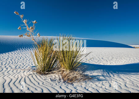 Soaptree Yucca aka Yucca elata in Dünen aus Gipskristallen im White Sands National Park, New Mexico, USA Stockfoto