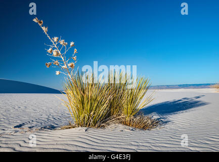 Soaptree Yucca aka Yucca elata in Dünen aus Gipskristallen im White Sands National Park, New Mexico, USA Stockfoto