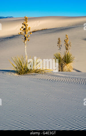 Soaptree Yucca aka Yucca elata in Dünen aus Gipskristallen im White Sands National Park, New Mexico, USA Stockfoto