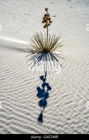 Soaptree Yucca aka Yucca elata in Dünen aus Gipskristallen im White Sands National Park, New Mexico, USA Stockfoto