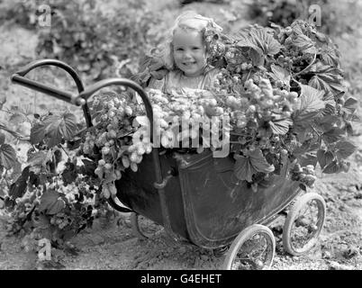 Landwirtschaft - Hop Picking - Kent Stockfoto