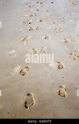 Frische Spuren auf sandigen Strand Düne von Pyla Südfrankreich Stockfoto