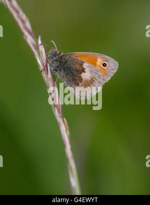 Kleine Heide Schmetterling. Stockfoto