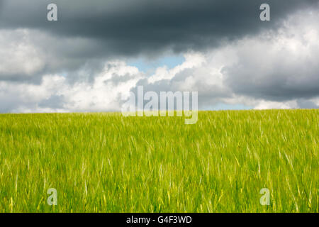 Abstrakte Sicht auf einem hellen grünen Weizenfeld im Wind wehen. Set gegen eine dunkle Wolke gefüllt Himmel. Stockfoto