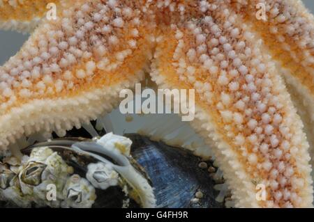 Gemeinsamen Seestern (Asterias Rubens) versucht, ernähren sich von gemeinsamen Muschel - Miesmuschel (Mytilus Edulis) fallenden Seepocken Stockfoto